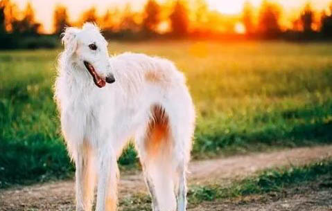 爱尔兰猎狼犬咳嗽吃什么药效果好