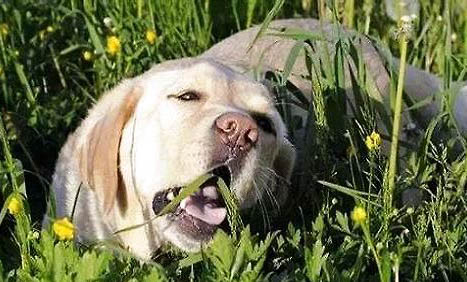 为什么狗狗吃虫子