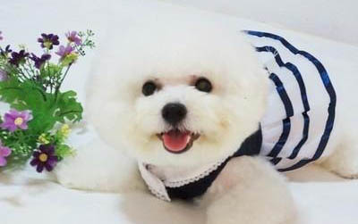 比熊剃毛后多久长出来
