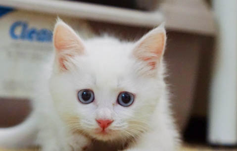 小奶猫人工排便多久一次正常