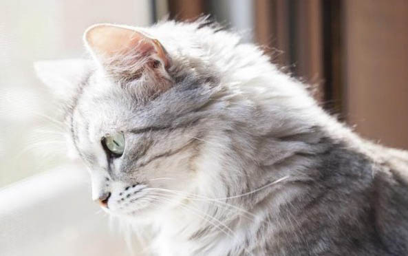 猫咪拉屎太臭怎么改善