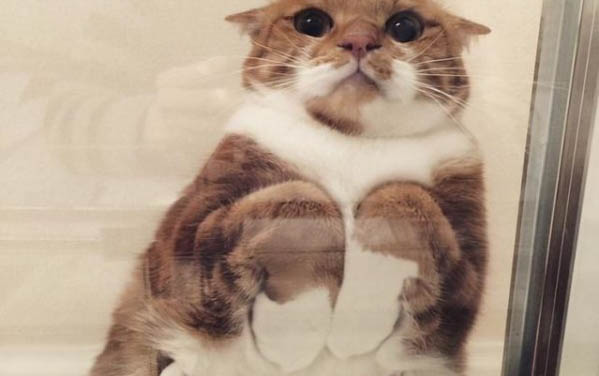两只猫哈气打架要制止吗