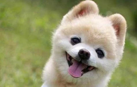 俊介犬长大后的样子