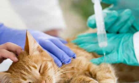 猫咪大便后为什么要用爪子呢