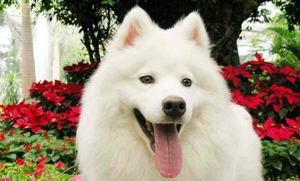 狗狗怀孕可以吃晕车药吗