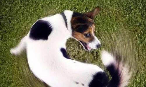犬品种最贵十种型犬