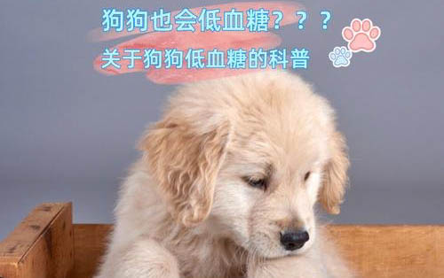 高加索犬吃多了吐了怎么办