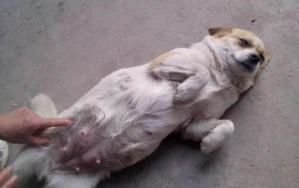 狗狗细小拉血是不是恶化了
