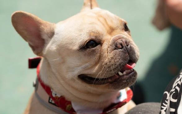 法牛犬好养吗怎么训练