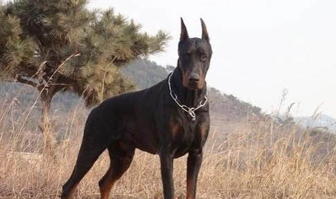 拳师犬与杜宾哪个好