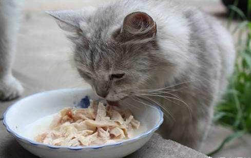 猫咪为什么不能吃虾?