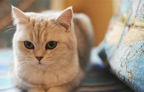 猫白天眼睛发光