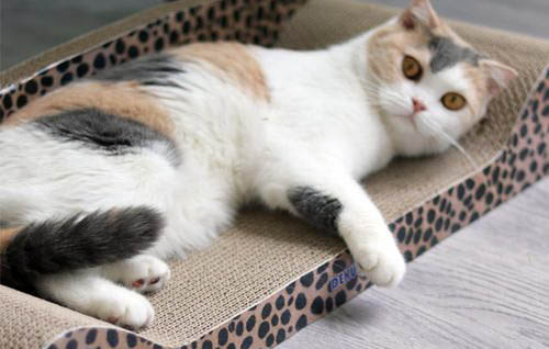猫碗需要多久洗一次