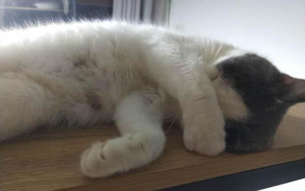 猫咪白天一直睡觉正常吗