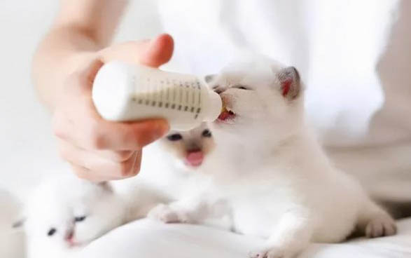 猫四天不拉屎