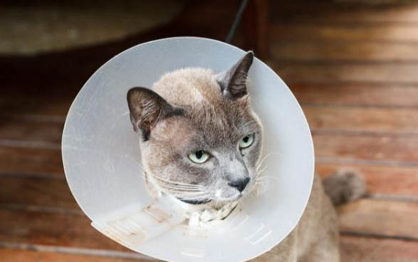 猫咪是怎么感染上猫瘟病毒的