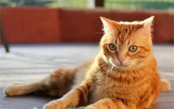 猫咪脚底板脱皮是为什么啊?