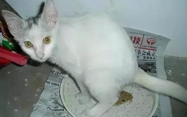 猫咪故意在床上拉屎