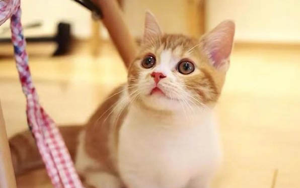 怎么看猫咪是否健康呢?
