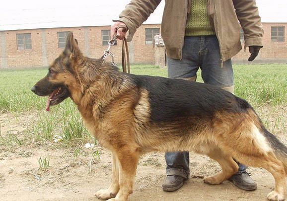 德国牧羊犬吐黄粘液的原因及处理方法