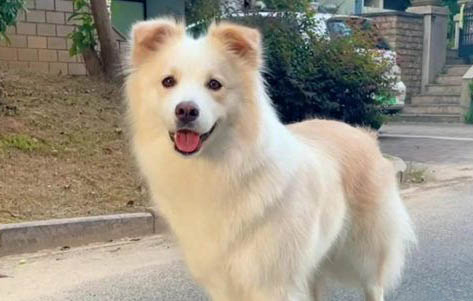 狗可以吃蛋白吗熟的