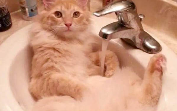 猫咪吐清水是什么原因?