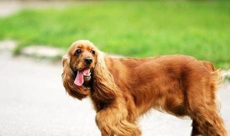 纯种可卡犬要多少钱一只