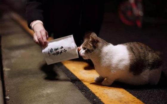猫罐头要多久喂一次