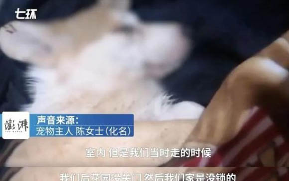 小狗牙结石特别重怎么办?