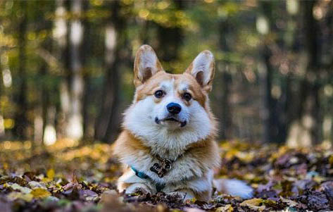 狗狗快生了有哪些症状