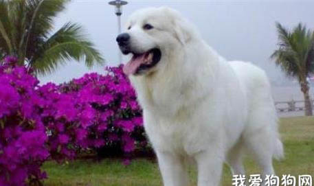 大白熊犬一般怀孕几个月生产