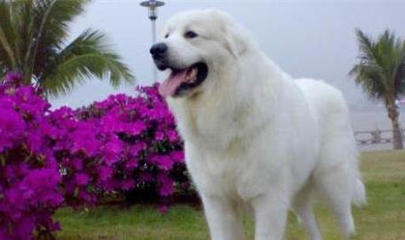 大白熊犬吐黄粘液的原因及处理方法