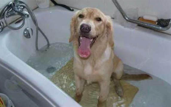 狗狗得狂犬病的症状有哪些