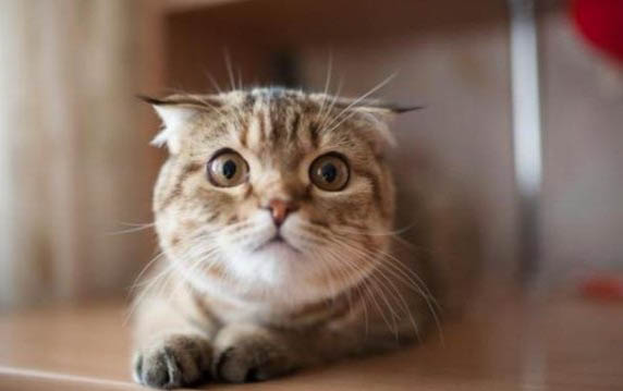 猫咪鼻头发白没精神怎么了