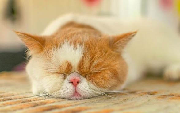 小猫尿频一次只尿一点