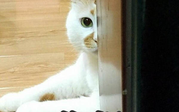 猫咪需要每年都打疫苗吗