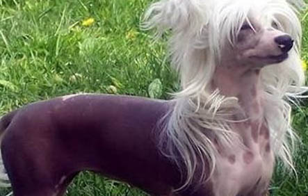 高加索犬和圣伯纳犬哪个大