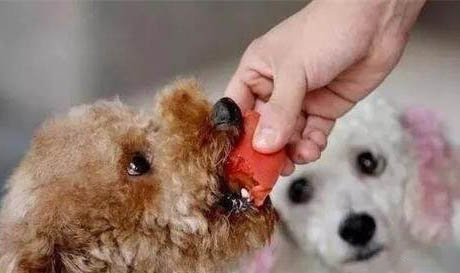 训练狗狗动作的十种手势