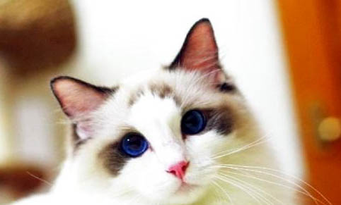 布偶猫一只眼睛流眼泪怎么办