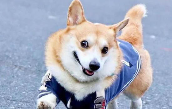 柯基和柴犬哪个贵