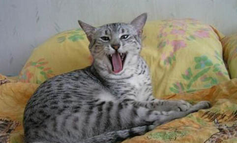 世界十大禁养猫咪有哪些