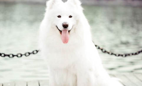 狗狗骨刺多久能恢复?