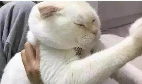 养猫能吃虾虾肉吗?