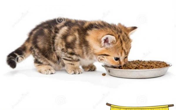 为什么小猫咪害怕水杯啊