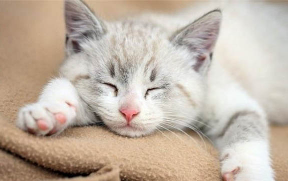 一般小猫奶癣多久能好