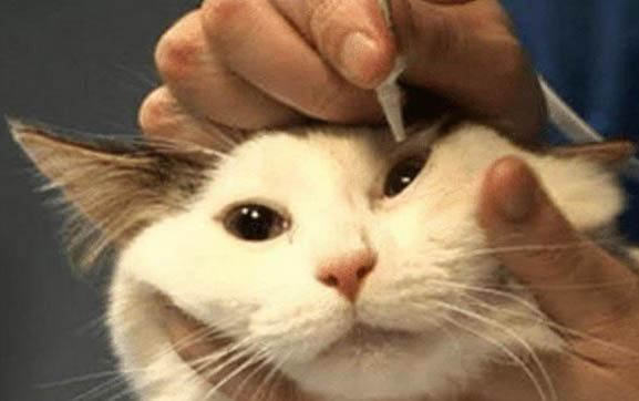 怎么辨别猫的公母