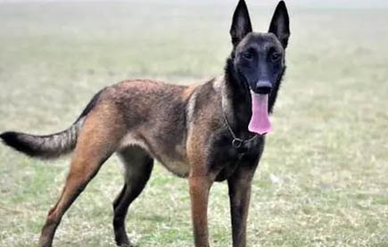 红马犬和黑马犬区别