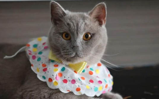 小猫呕吐白色泡沫