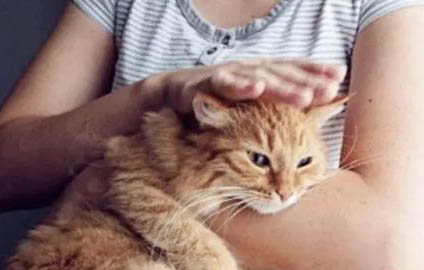 猫吐黄水是什么原因