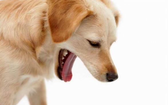 狗狗吃人的钙片可以么